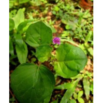 Thazhuthama (Punarnava) Dried/Crushed